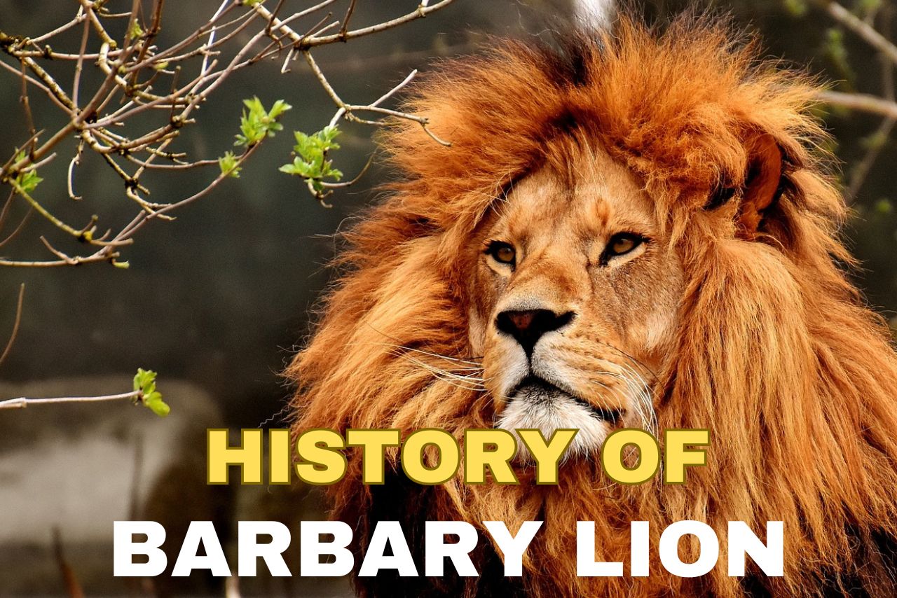 Barbary Lion