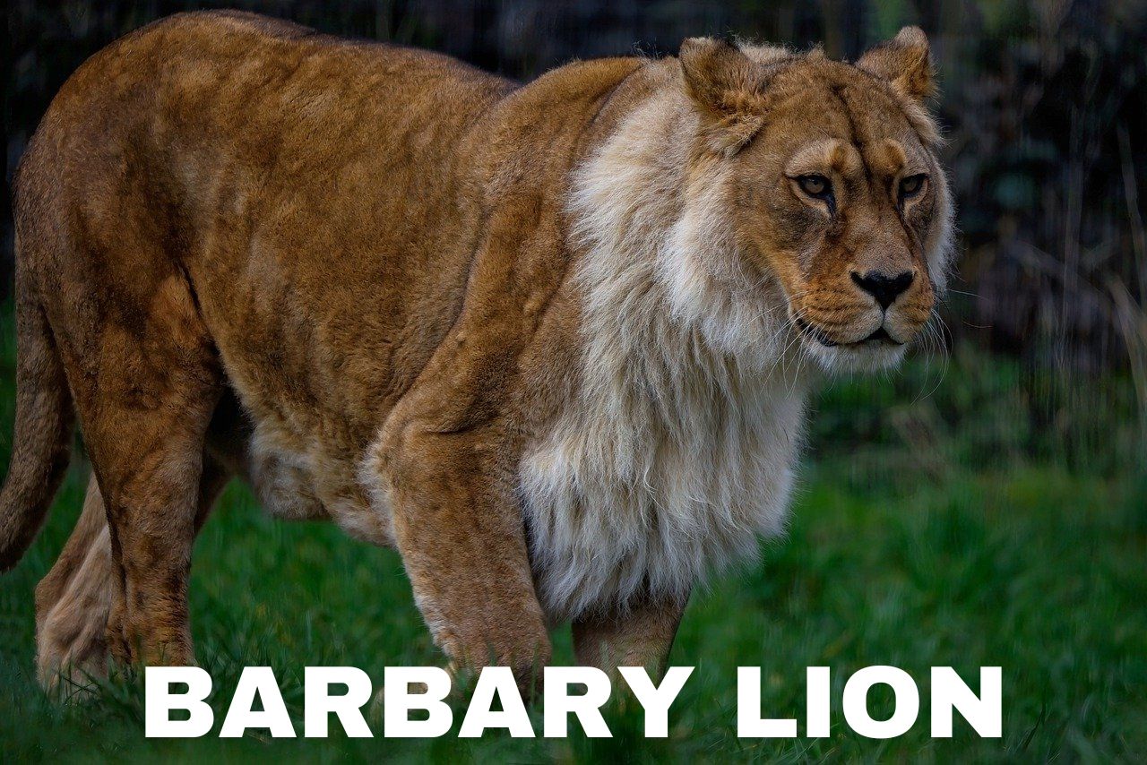 Barbary Lion: Legends from a Golden Era